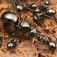 Hormigas - Formica fusca