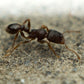 Hormigas - Tretramorium caespitum